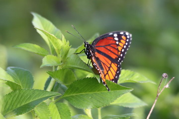 Resting