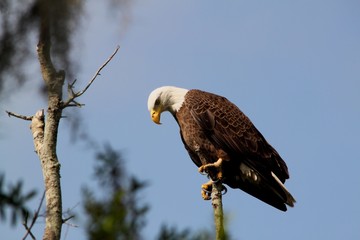 Eagle