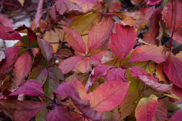 beautiful colorful autumn leaves