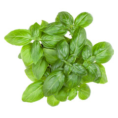 Fresh sweet Genovese basil bouquet isolated on white background cutout. Top view.