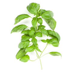 Sweet Genovese basil branch isolated on white background. Flat, Top view.