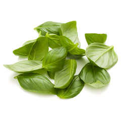 Sweet basil herb leaves handful isolated on white background closeup