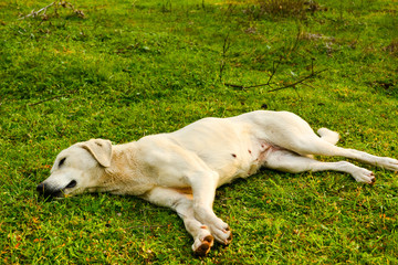White dog. female dog sleeping under trees on grass.