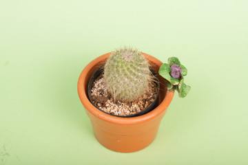 cactus on a vase