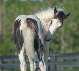 Obraz na płótnie Canvas Gypsy Vanner Horse foal in paddock