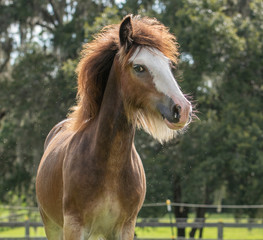 Gypsy Horse foal in paddock