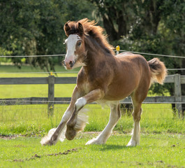 Obraz na płótnie Canvas Gypsy Horse foal in paddock