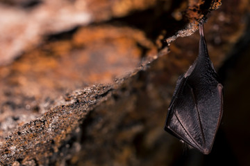 Close up small sleeping horseshoe bat covered by wings, hanging upside down on top of cold natural rock cave while hibernating. Creative wildlife photography. Creatively illuminated blurry background.
