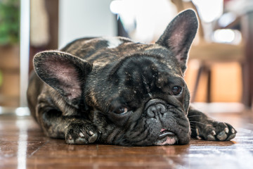 french bulldog sleeping on the floor
