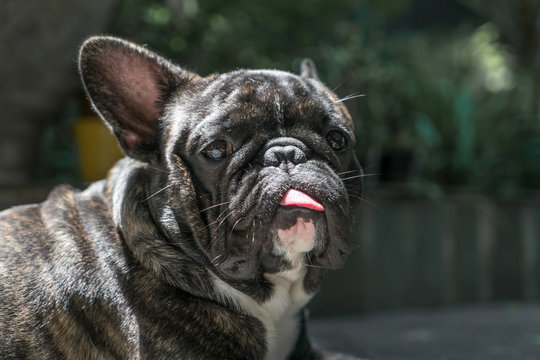 french bulldog with tongue out