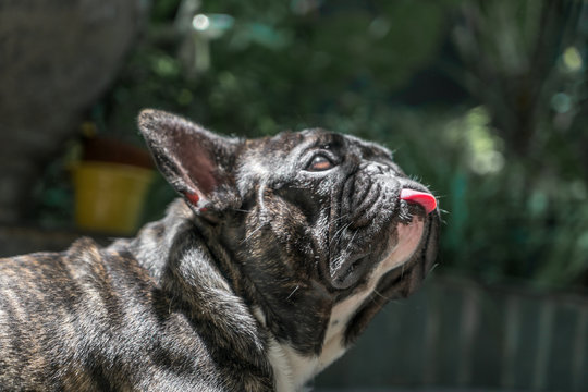french bulldog with tongue out