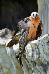 Bearded Vulture