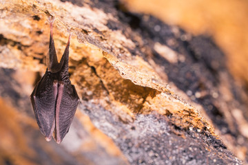 Obraz premium Close up small sleeping horseshoe bat covered by wings, hanging upside down on top of cold natural rock cave while hibernating. Creative wildlife photography. Creatively illuminated blurry background.