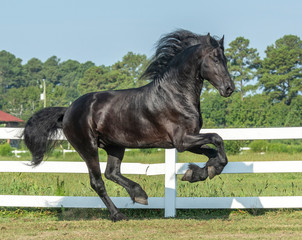 Black Friesian horse running in paddock