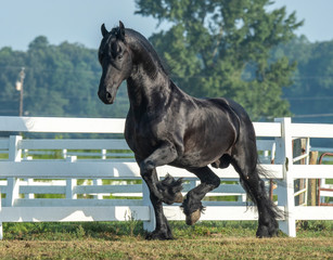 Black Friesian horse running in paddock