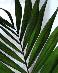 palm leaf close up