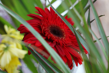 beautiful flower gerbera