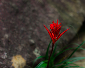 red flower
