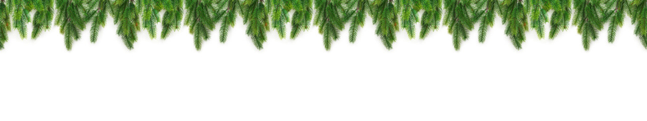 Christmas tree branches on white background as a border or template