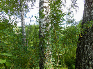 Beautiful spring birch grove foliage, fresh leaves in morning light