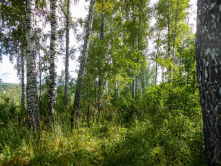 Beautiful spring birch grove foliage, fresh leaves in morning light