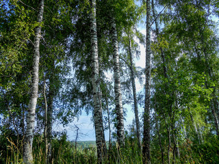 Beautiful spring birch grove foliage, fresh leaves in morning light
