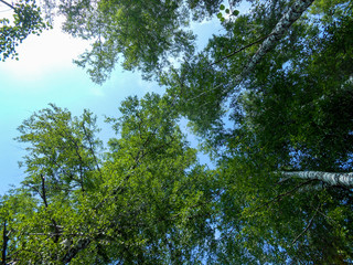 Beautiful spring birch grove foliage, fresh leaves in morning light
