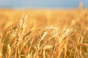 Close up of field with ripe wheat ears against blue sky. soft focus