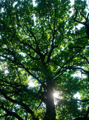 sunlight through oak leaves in summer