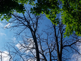 dry tree in the forest against the blue sky