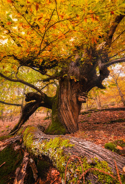 tree in autumn forest
