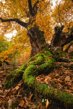 tree in autumn forest