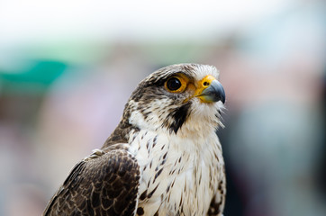 Obraz premium Falcon Portrait
