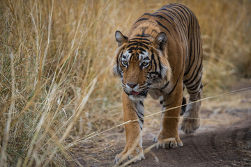 Fototapeta na wymiar A male tiger on evening stroll and territory marking at ranthambore tiger reserve, India
