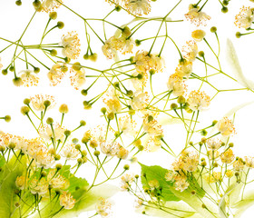 Linden flowers (Tilia cordata) isolated on a white background