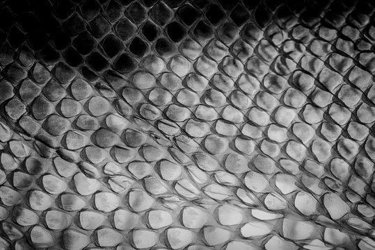 snake skin - texture close up in the detail