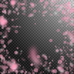 Sakura petals falling down. Romantic pink flowers 