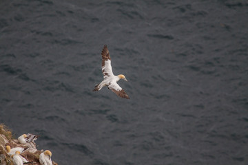 Runde - ptasia wyspa w Norwegii