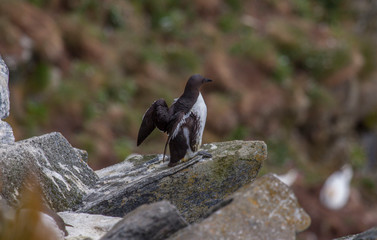 Runde - Ptasia wyspa w Norwegii