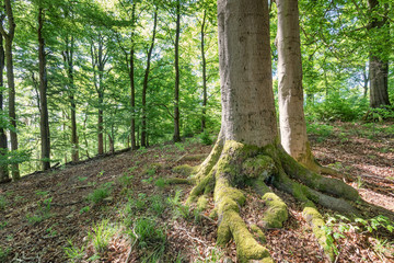 beech_trunk