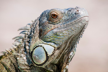 Iguana
