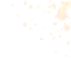 Yellow orange flower petals falling down. Classy r