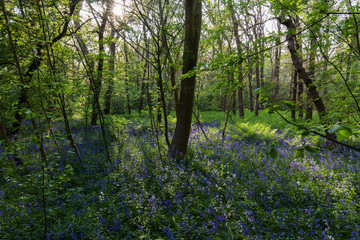 Hyacinth bluebell forest