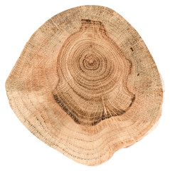 Fototapeta na wymiar Oak tree slice texture. Irregular shape wood slab with annual rings and cracks isolated on white