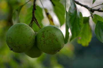 Apple tree branches Malus pumila with group of ripening fruits, green golden delicious apples