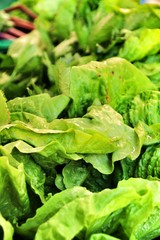 Lettuces for sale at a ecological market stall in Elche