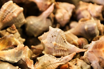 Conch shell aperitif texture