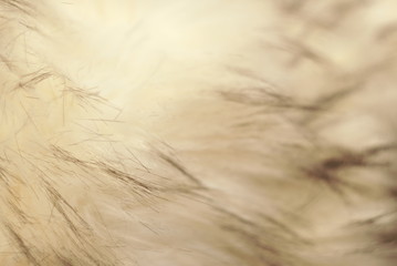 background of soft wool, close-up