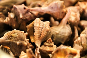 Conch shell aperitif texture