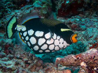 Naklejka na ściany i meble A Clown Triggerfish (Balistoides conspicillum) in the Indian Ocean